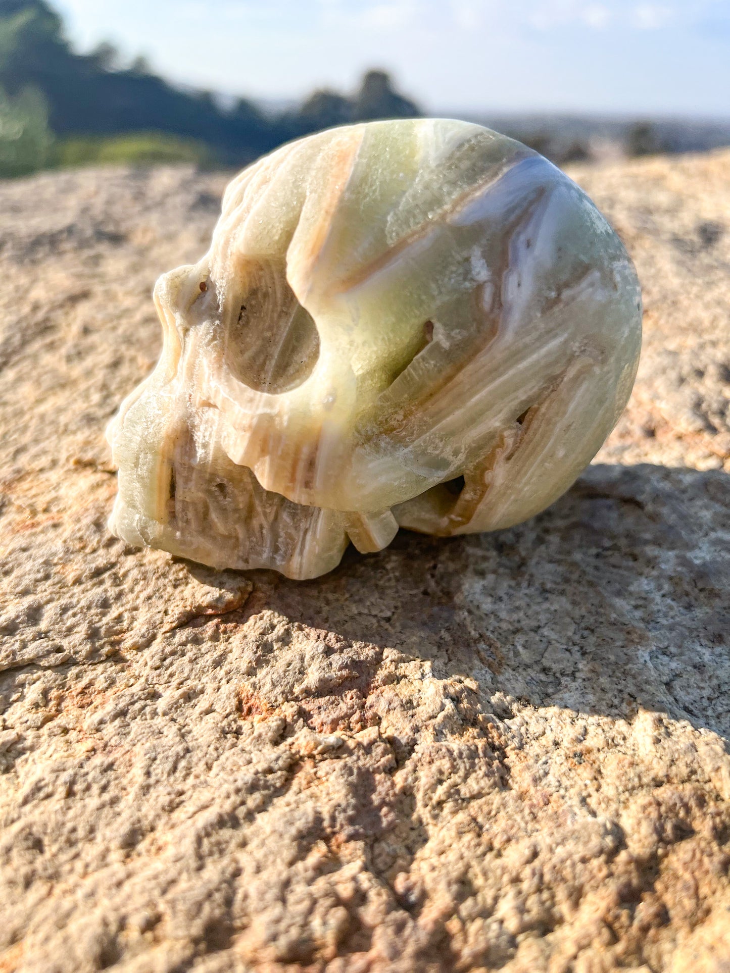 Caribbean Calcite Skull